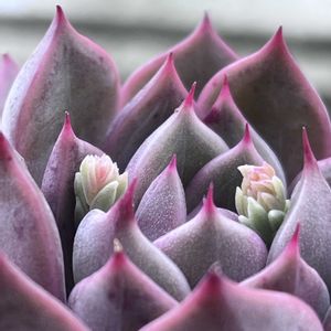 白牡丹,シロニカ,花芽,お花,南向きのベランダの画像