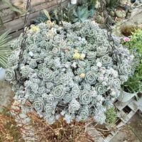 子持ち蓮華,多肉植物,ガーデニングの画像