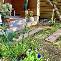 カンガルーポーの画像