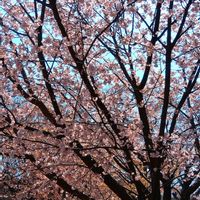 サクラ,ツバキ,ミモザ,春の訪れ,朝焼けの画像