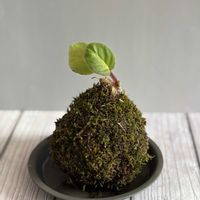 セントポーリア,ハイゴケ,セントポーリア　グレース,苔玉,苔 (コケ)の画像