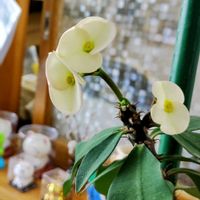 ハナキリンの画像