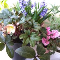 クリスマスローズ,シクラメン,ライラック,ベランダの画像