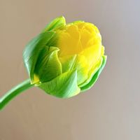 チューリップ,日比谷花壇,花のある暮らし,花のある生活,切り花を楽しむの画像