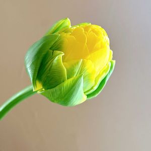 チューリップ,日比谷花壇,花のある暮らし,花のある生活,切り花を楽しむの画像