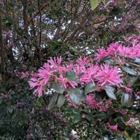 ベニバナトキワマンサクの画像