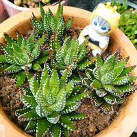 十二の巻,サクランボのお花,多肉植物,ハオルチア属,お庭の植物の画像