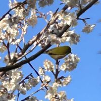 サクランボ,メジロさん,シェードガーデン,メジロ,春の訪れの画像