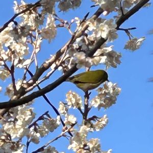 サクランボ,メジロさん,シェードガーデン,メジロ,春の訪れの画像