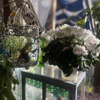 レモンマートル,シクラメン 緑色衣,サンルームの画像