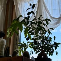 ガジュマル,ソラナム パンプキン,ソラナム・エチオピクム,ほしつながり,たいせつななかま♡の画像