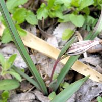 アマナ,アマナ,家庭菜園,畑の画像