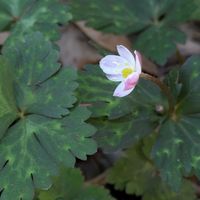 シュンラン,ニリンソウ,バイモ,目黒自然教育園の画像