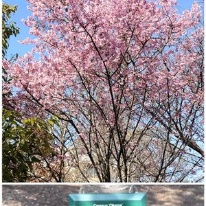 オカメザクラ,サクラ,シデコブシ,ハクモクレン,散歩道での画像