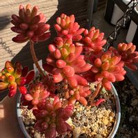 オーロラ,オーロラ,ベランダの画像