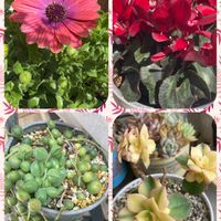 グリーンネックレス,夕映え,オステオスペルマム アキラ,ガーデンシクラメン・ジックスの画像