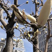 パキラ,ウンベラータ,白木蓮（はくもくれん）,no green no life,春の訪れの画像