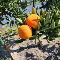 おうち園芸,おうち果樹園,家庭菜園の画像