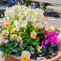 小さな庭,家庭菜園の画像