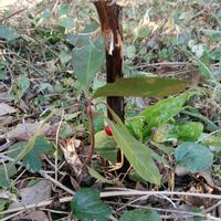 ヤブコウジの画像