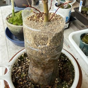 盆栽,もみじ新芽,ベランダの画像