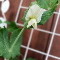 スナップエンドウ,種から,種蒔き中毒,食べる系,種蒔き組の画像