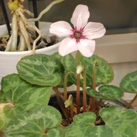 マーガレット,ラグラス,キンセンカ　コーヒークリーム,シクラメン　イリュージアピンクラテ,猫と緑のある暮らしの画像