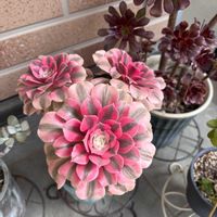 多肉植物,紅葉する多肉,たにく,多肉植物のある暮らし,多肉植物が好きの画像