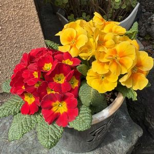 ジュリアン,no green no life,小さな幸せ♡,咲いた咲いた,お花のある暮らしの画像