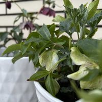 クリスマスローズ,お花,白・しろ・ホワイト,やっぱり白花,玄関アプローチの画像