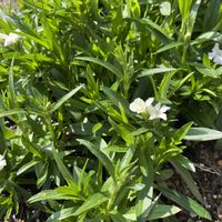 ナデシコ,ナデシコ,ナデシコ,庭の画像