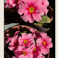 キンギョソウ,ブーゲンビリア,ビオラ,プリムラ　ジュリアン,木曜日は桃色の画像