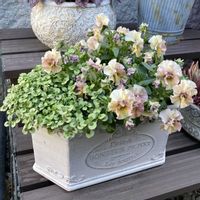 クローバー,ビオラ,ミルフル・アンティークフリル,ビオラ ミルフル,ビオラ・パンジーの画像