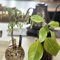 ポリシャス,フィカスアルテシマ,ハイドロカルチャー,キッチンの画像