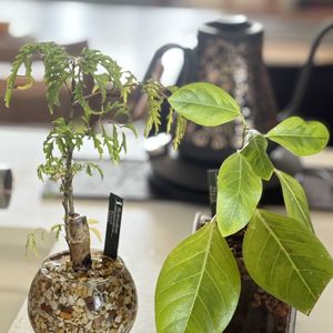 ポリシャス,フィカスアルテシマ,ハイドロカルチャー,キッチンの画像