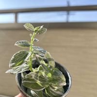 サンスベリア,シェフレラ,シンゴニウム,モンステラ,多肉植物の画像