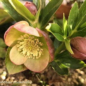 クリスマスローズ,ヘレボルス,花のある暮らし,育てる楽しみ,ヘレボルス・ オリエンタリスの画像