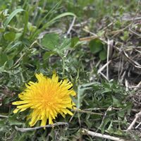 スギナ,タンポポ,ヒメオドリコソウ,雑草,春のお花の画像