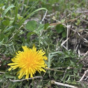 スギナ,タンポポ,ヒメオドリコソウ,雑草,春のお花の画像