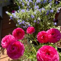 シクラメン,バラ,ラナンキュラス,ラナンキュラス,ローズマリーの画像
