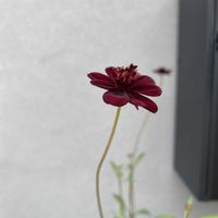 チョコレートコスモス,チョコレートコスモス チョカモカの画像