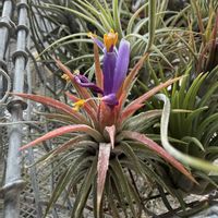 チランジア,イオナンタ,エアプランツの画像