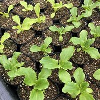 キャベツの苗,海南島レタス,グリーンリッチ,ブロッコリの苗,コールラビの苗の画像