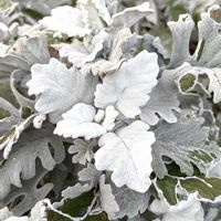 シロタエギク,キク科,さんぽ,白い葉,地中海沿岸原産の画像