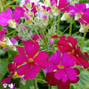 プリムラ マラコイデス,DIY,花のある暮らし,もうすぐ春,庭づくりの画像