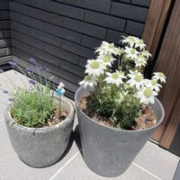 フランネルフラワー,ブルーデイジー,ラグラスの画像