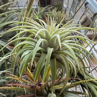 チランジア,イオナンタ,エアプランツの画像