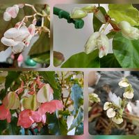 ベゴニア,根茎性ベゴニア黒鷲,木立性ベゴニア　ミセスハシモト,ベゴニア　ソラナンテラ,木立性ベゴニア キャスリーン・メイヤーの画像