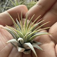 チランジア,イオナンタ,エアプランツの画像