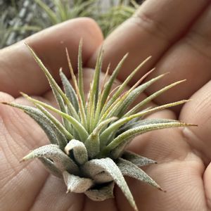 チランジア,イオナンタ,エアプランツの画像